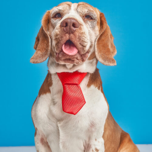 Consulta Medica Veterinaria Presencial
