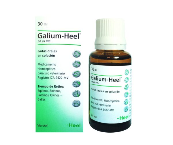 Galium Heel