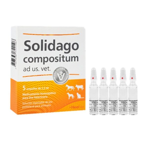 Solidago ampolla
